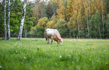 Meadow 'da siyah beyaz bir öküz varmış. Öküz, hadım edilmiş erkek sığır ya da boğadır.