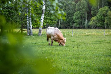 Meadow 'da siyah beyaz bir öküz varmış. Öküz, hadım edilmiş erkek sığır ya da boğadır.
