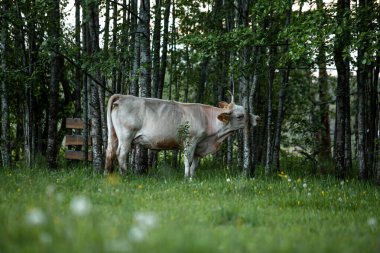 Ormandaki inekler yaz boyunca otlar. 