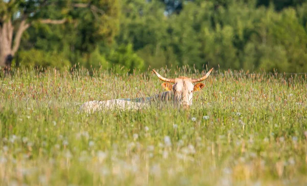 Koe Slaapt Weide Groen Veld Zomer — Stockfoto