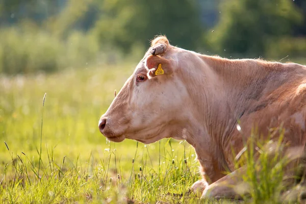 Cow Sleeping Meadow Green Field Summertime — Stock Photo, Image