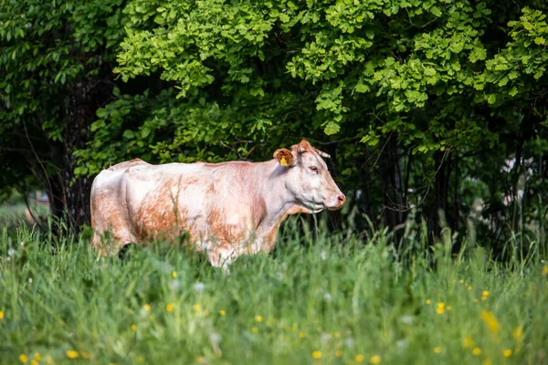 Çayır Inekleri Yaz Boyunca Yeşil Tarlalar — Stok fotoğraf