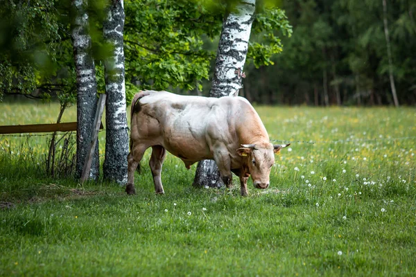 Meadow 'da siyah beyaz bir öküz varmış. Öküz, hadım edilmiş erkek sığır ya da boğadır.