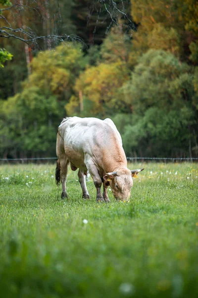 Impressive Black White Meadow Castrated Male Bovine Bull — Stock Photo, Image