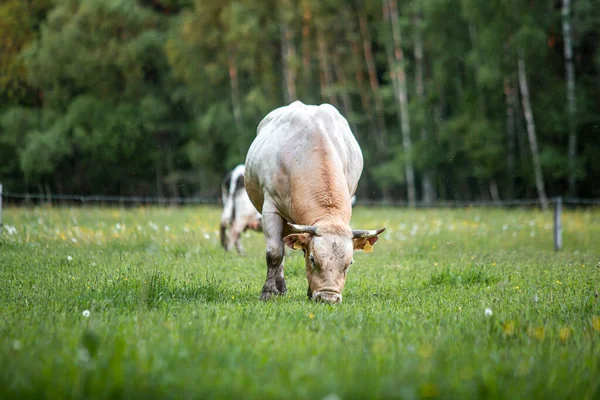 Meadow Siyah Beyaz Bir Öküz Varmış Öküz Hadım Edilmiş Erkek — Stok fotoğraf