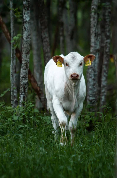 Free Range Cow Forest Graze Summer Royalty Free Stock Photos