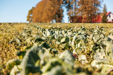 Soluk yeşil lahana sıraları, gün ışığının yaprakları ısıttığı güneşli bir tarlayı dolduruyor. Kırmızı çatıları olan beyaz bir çiftlik evi uzun altın ağaçların arkasında duruyor..
