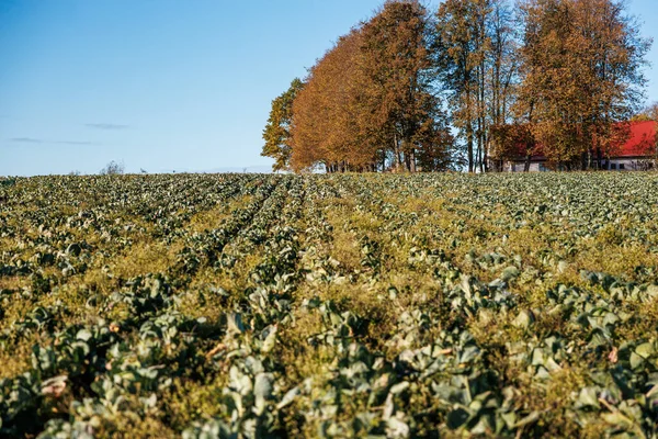 Sonbahar tarlaları kırmızı çatılı çiftlik evine ve uzun ağaçlara götürür.