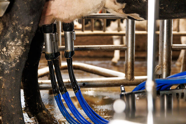 Close up shows stainless teat cups and blue vacuum hoses on a Holstein in a dairy parlor, wet concrete and metal railings in warm light during milking hours.