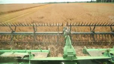 Yeşil Başlı Buğday Kesen Taksi 'den Operatör Görünümü. Makara ve çapa hızlı hareket eder, saman yükselir, traktör izleri yazın ortasında ağaçlara çıkar..