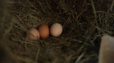 Arka bahçede samanlıktaki yumurtaların yakın görüntüsü. Yumuşak tavada iki, üç yumurta, kırık kabuk parçası, ılık ışık, sığ alan derinliği görünüyor..