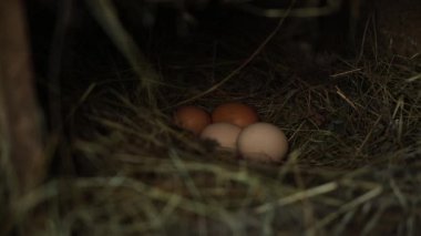 Tahta tavuk kümesindeki saman üzerinde dört taze yumurta. Dört taze yumurta saman üzerinde ahşap tavuk kümesi yuvası, yavaş itme, hafif raf odaklı, düşük sıcak ışık.