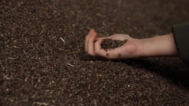 Ön kolunuzu kapatın ve ellerinizle kahverengi karabuğday gövdelerini bir depo alanının üzerine bırakın, saman parçaları ile sabit taşma, sığ derinlik, sıcak alçak anahtar aydınlatma.