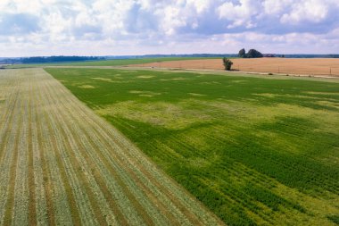 Hava görüntüsü kesilmiş ve kesilmemiş ekin bantlarıyla tarlaları gösteriyor. Ağaç sınırına giden biçilmiş sıralar ve elektrik direkleri olan düz çiftlik yolu. Kırık bulutların altında..