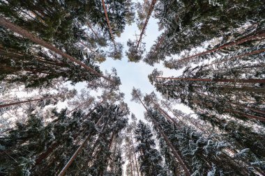 Çamlar ve çam ağaçları bir ringde yükselir, karla kaplı gövdeler, orman zemininden yukarıya bakarken görülür, kış ortasında serin tonlarla ve yüksek kontrastlı.