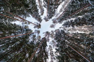 Karla kaplanmış uzun kozalaklı kozalaklar içeriye doğru yayılarak yıldız şeklinde bir açıklık oluşturuyor. Yumuşak gün ışığı renklendirilmiş iğneler ve kırmızımsı kabuk, simetrik merkezi çerçeveli.
