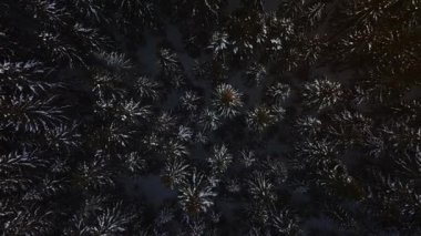 Hava görüntüsü kar tozlu kozalaklı ağaç örtüsü, radyal ağaç tepeleri, açıklıklar ve dar patikalar gösteriyor. Altın saatte ılık ışık, yavaş dikey kayma, ince dal salınımı.