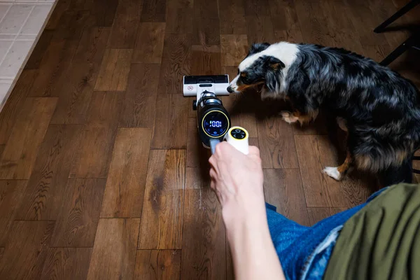 Üç renkli bir köpek, kablosuz bir yer temizleyicisini kontrol eder. Kapalı alanda koyu ahşap üzerinde 100 'de çalışır. Akşam ışığı, ev mutfağında ya da yaşam alanında yumuşak gölgeler bırakır..
