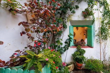 İspanya 'nın Cordoba şehrinde beyazlatılmış bir duvar, içinde nane kepenkleri, sarmaşıklar, saksılar, eğreltiotları, eğreltiotları ve sabırsızlar, sıcak iç ışık, yumuşak gün ışığı bulunan küçük bir pencereyi çerçeveler..