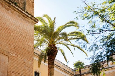 Güneşli bir Cordoba avlusu, uzun bir palmiye ve küçük bir palmiye, sıcak tuğla ve sıva duvarlar, pastel kornişler ve gün ortasında alçak bir açıdan çekilen Fas ayrıntılarını gösterir..