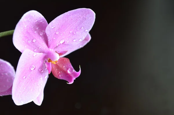 Orquídea púrpura sobre un fondo oscuro — Foto de Stock