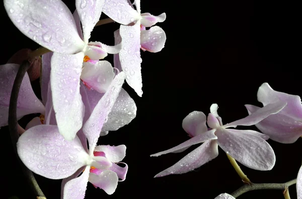 Легкая фиолетовая орхидея с капельками воды — стоковое фото
