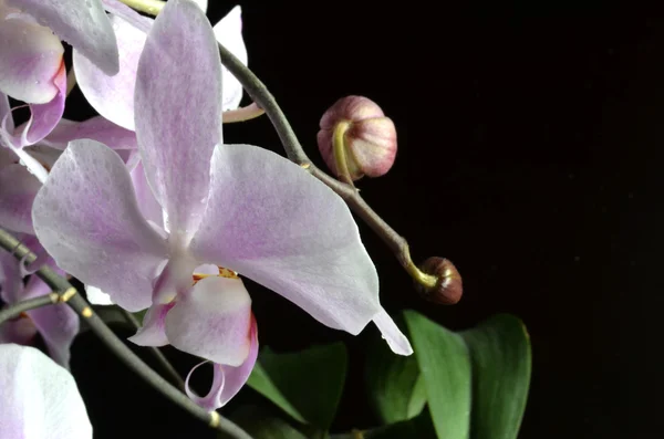 Orquídea púrpura clara con gotas de agua — Foto de Stock