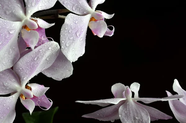 Orquídea púrpura clara con gotas de agua — Foto de Stock