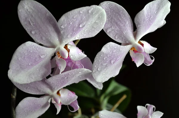 Light purple orchid with water drops — Stock Photo, Image