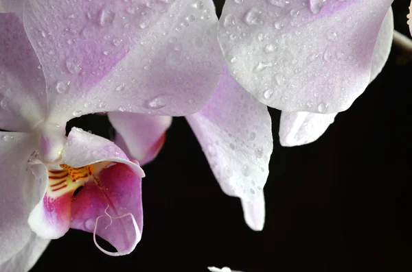 Orquídea púrpura clara con gotas de agua — Foto de Stock