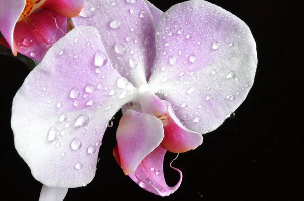 Orquídea púrpura clara con gotas de agua — Foto de Stock