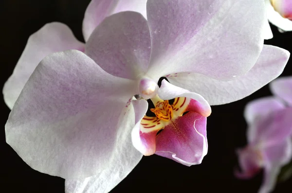 Orquídea púrpura clara con gotas de agua — Foto de Stock