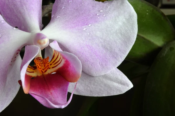 Orquídea púrpura clara con gotas de agua — Foto de Stock