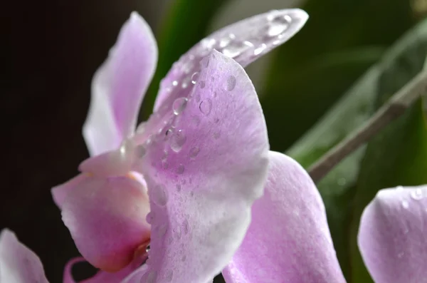 Lekkie purpurowa orchidea z wody spadnie — Zdjęcie stockowe