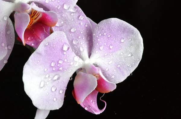 Light purple orchid with water drops Royalty Free Stock Photos