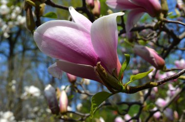 Mor Manolya çiçek açan