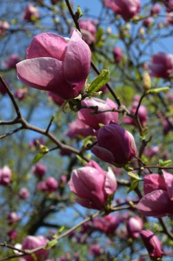 Mor Manolya çiçek açan