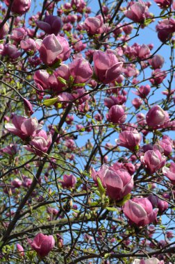 Mor Manolya çiçek açan