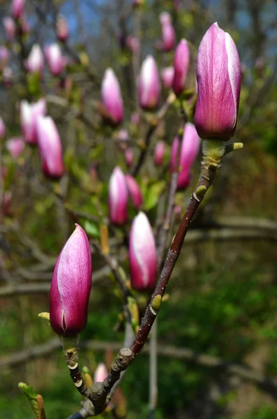 Paarse magnolia in bloei — Stockfoto