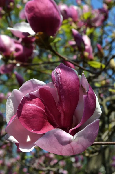 紫モクレンの開花 — ストック写真