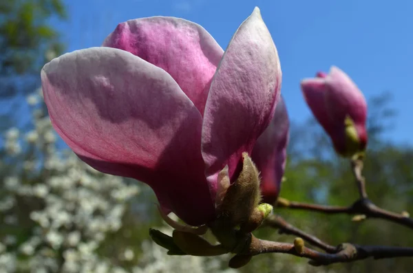 Blommande lila magnolia — Stockfoto