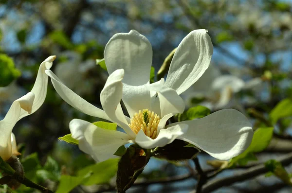 Bloeiende witte magnolia — Stockfoto