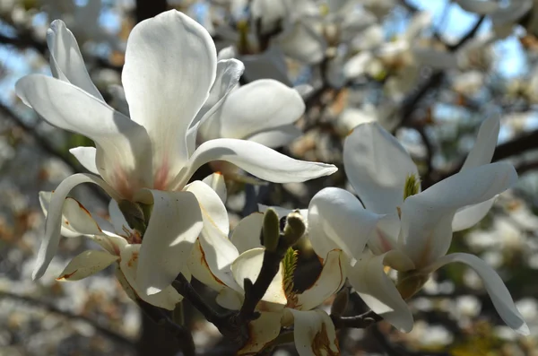 白木蓮の咲く — ストック写真