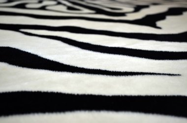 arka plan tarzında bir zebra