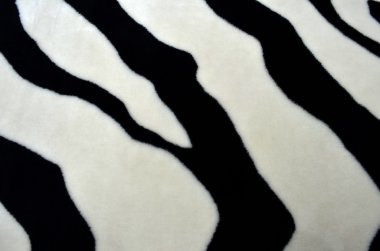 arka plan tarzında bir zebra