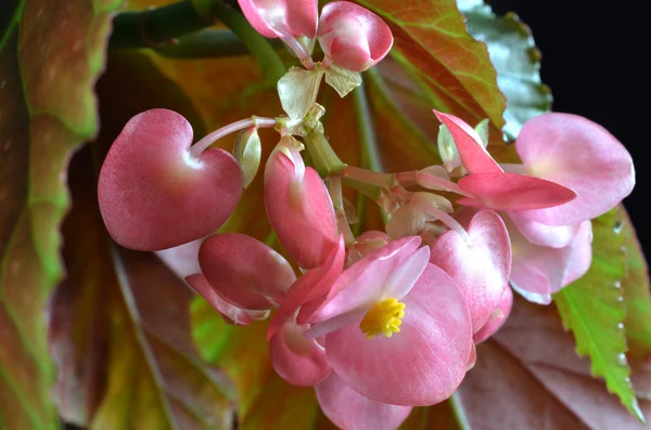Delicate pink flowers of the royal begonia — Stock Photo, Image