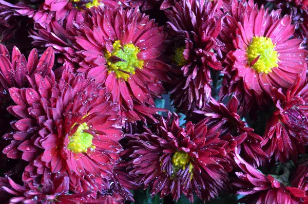 Яскраві бордовий хризантем — стокове фото