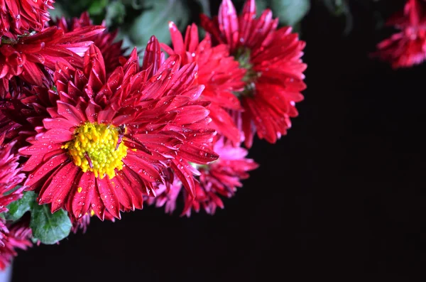 Bright burgundy chrysanthemums — Stock Photo, Image