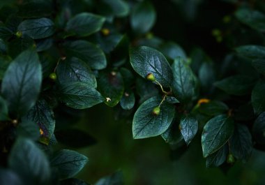 Fotoğraf yaprakları iyi renkte.