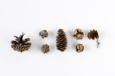 Beyaz arka planda çeşitli konilerin toplanması. Kış tatilleri için minimalist doğal arka plan: Noel ya da Yeni Yıl. Üst görünüm, alanı kopyala.